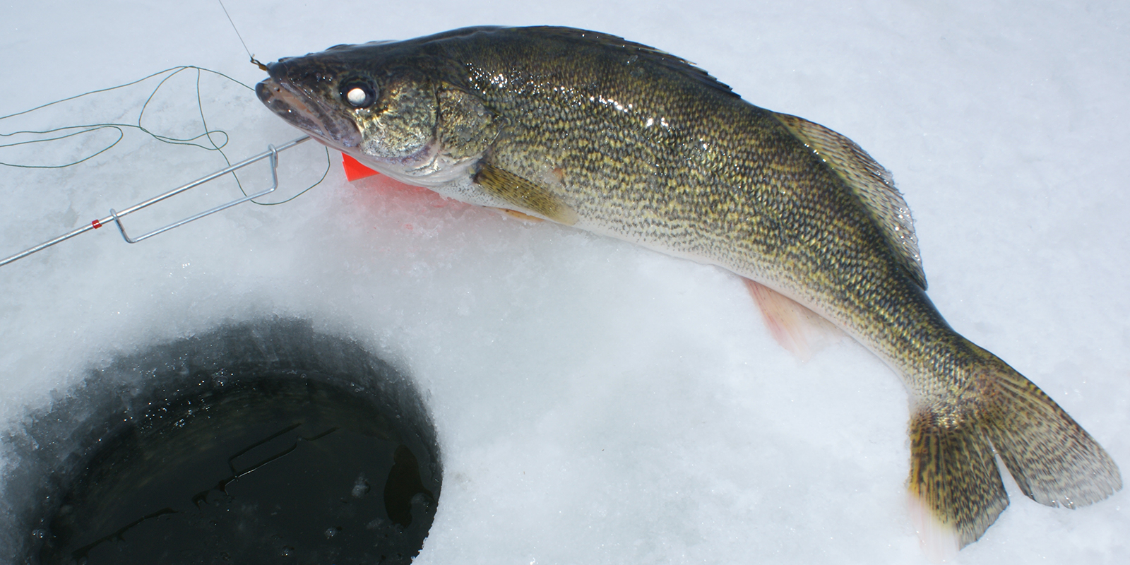 Walleye on TipUp